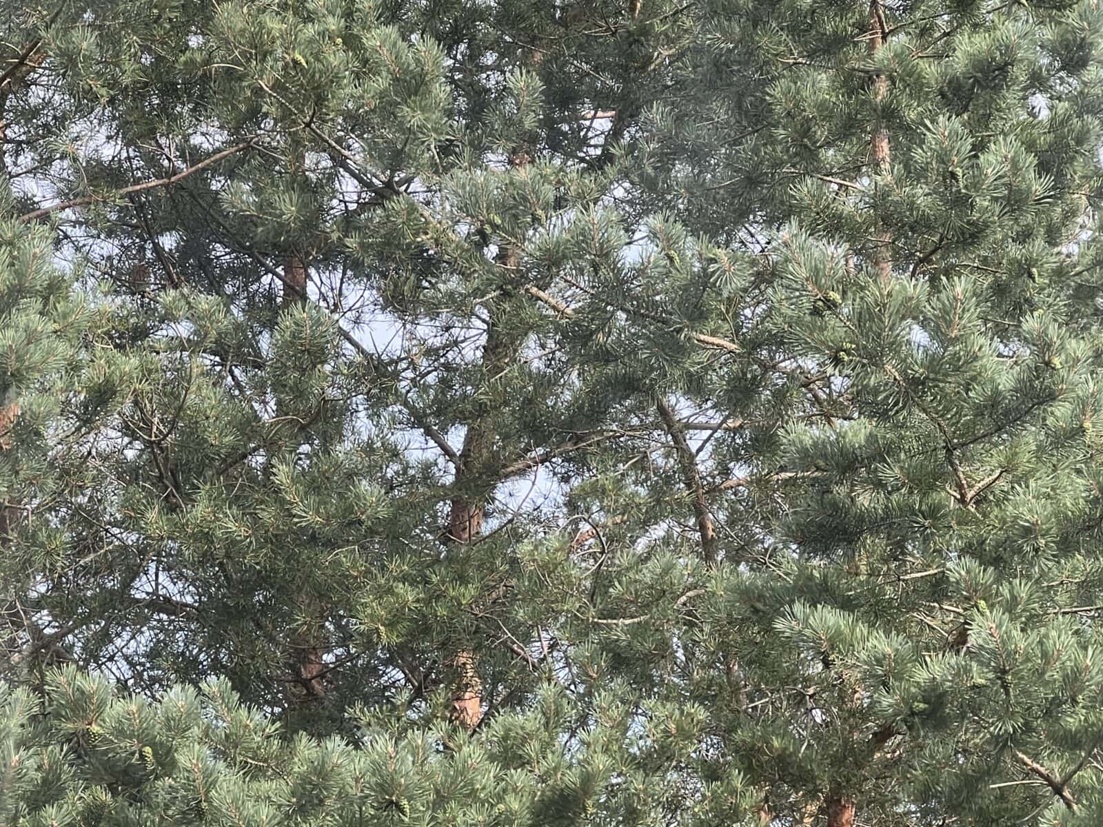 Dense pine tree branches with clusters of green needles against a light sky